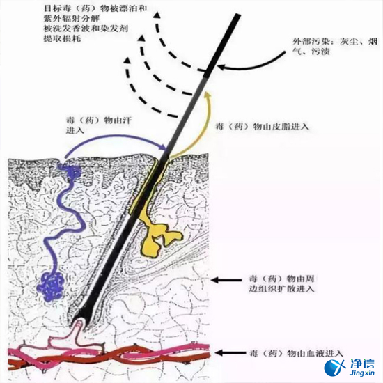 毛發(fā)毒品檢測儀來檢測毛發(fā)的步驟詳解-優(yōu)勢是什么？